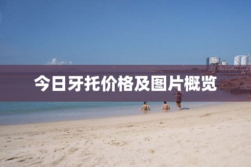 今日牙托价格及图片概览
