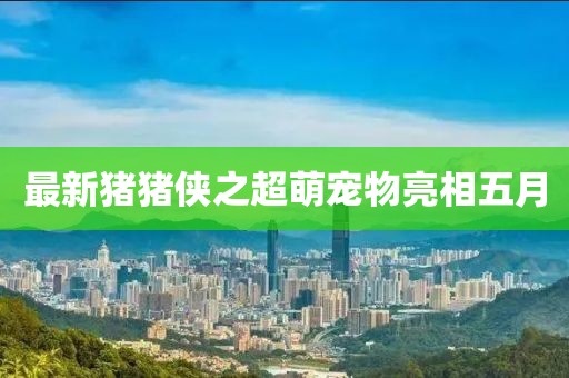 最新猪猪侠之超萌宠物亮相五月