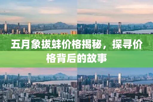 五月象拔蚌价格揭秘，探寻价格背后的故事