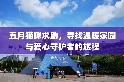 五月猫咪求助，寻找温暖家园与爱心守护者的旅程