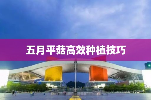 五月平菇高效种植技巧