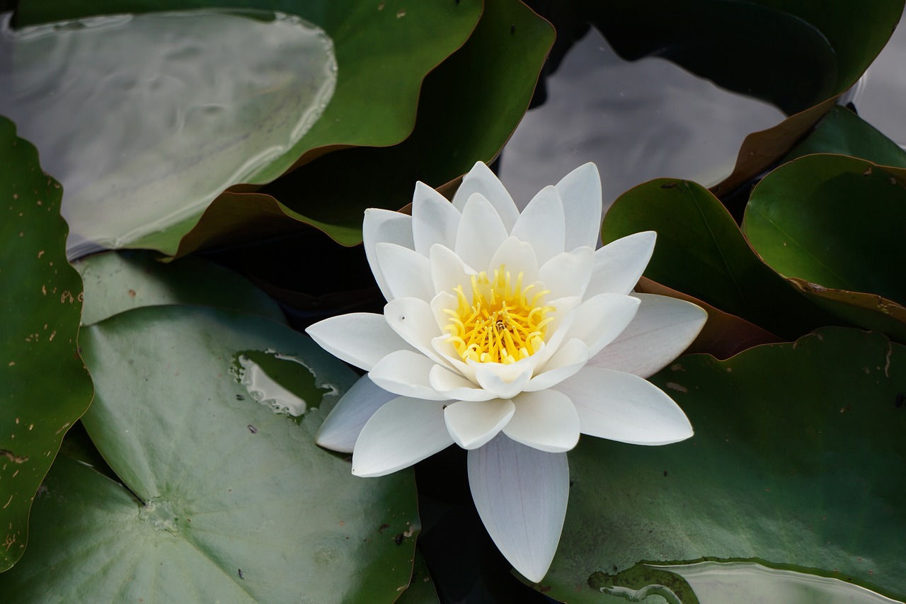刘昊然星途璀璨，未来可期，最新动态与前景展望
