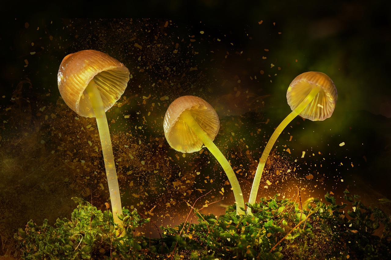 明侦6最新动态，神秘面纱下的推理风潮再度引领