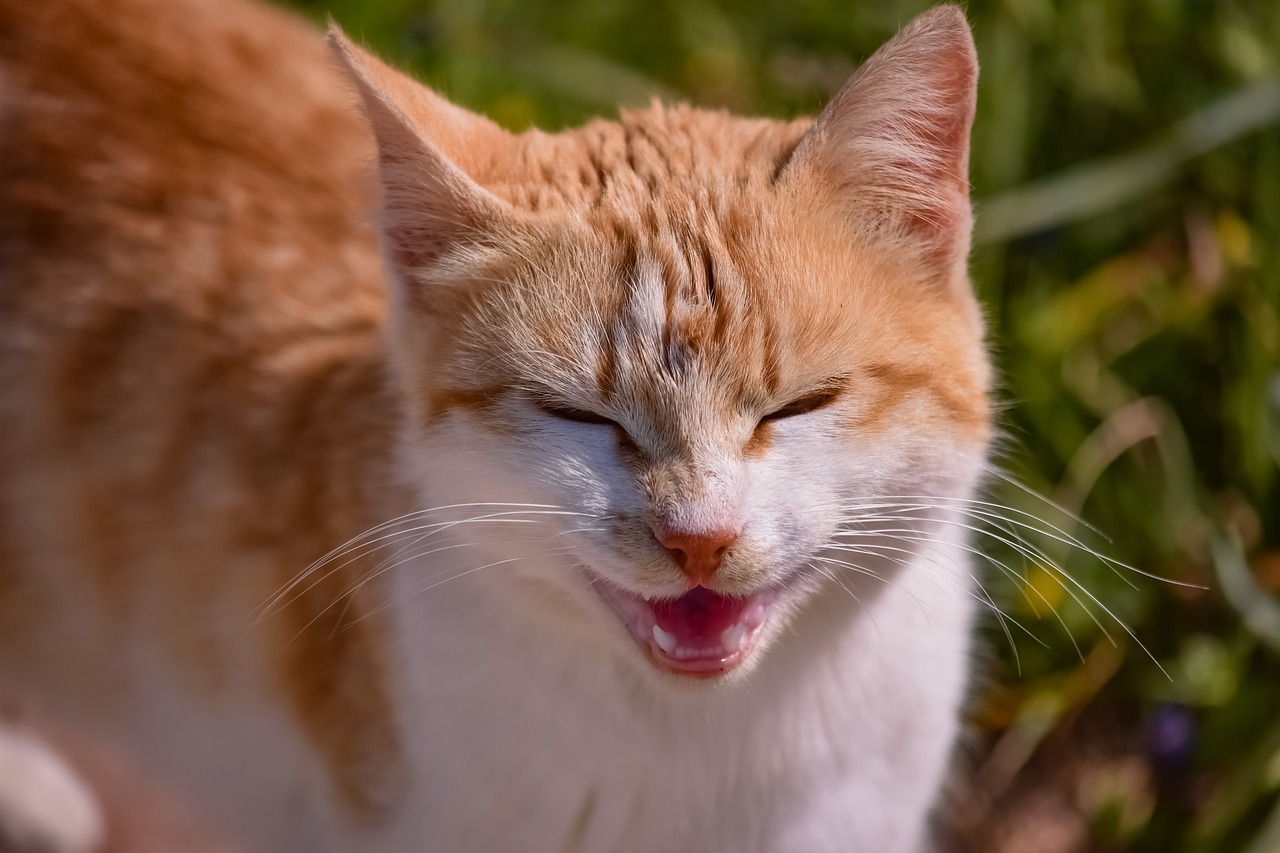 最新斗图猫掀起表情包热潮，新时代斗图利器