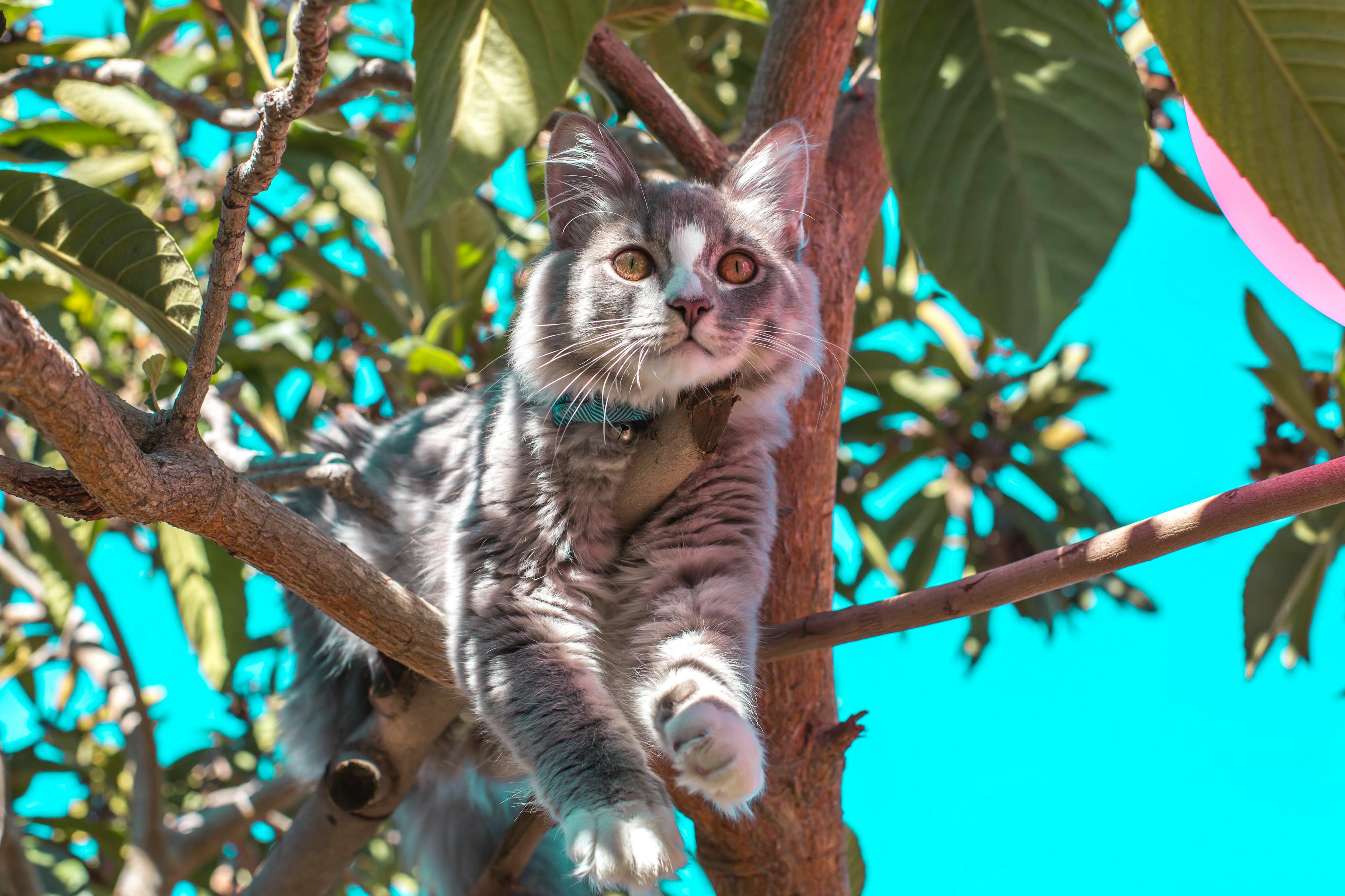 探索猫科世界的新成员，最新猫咪品种揭秘