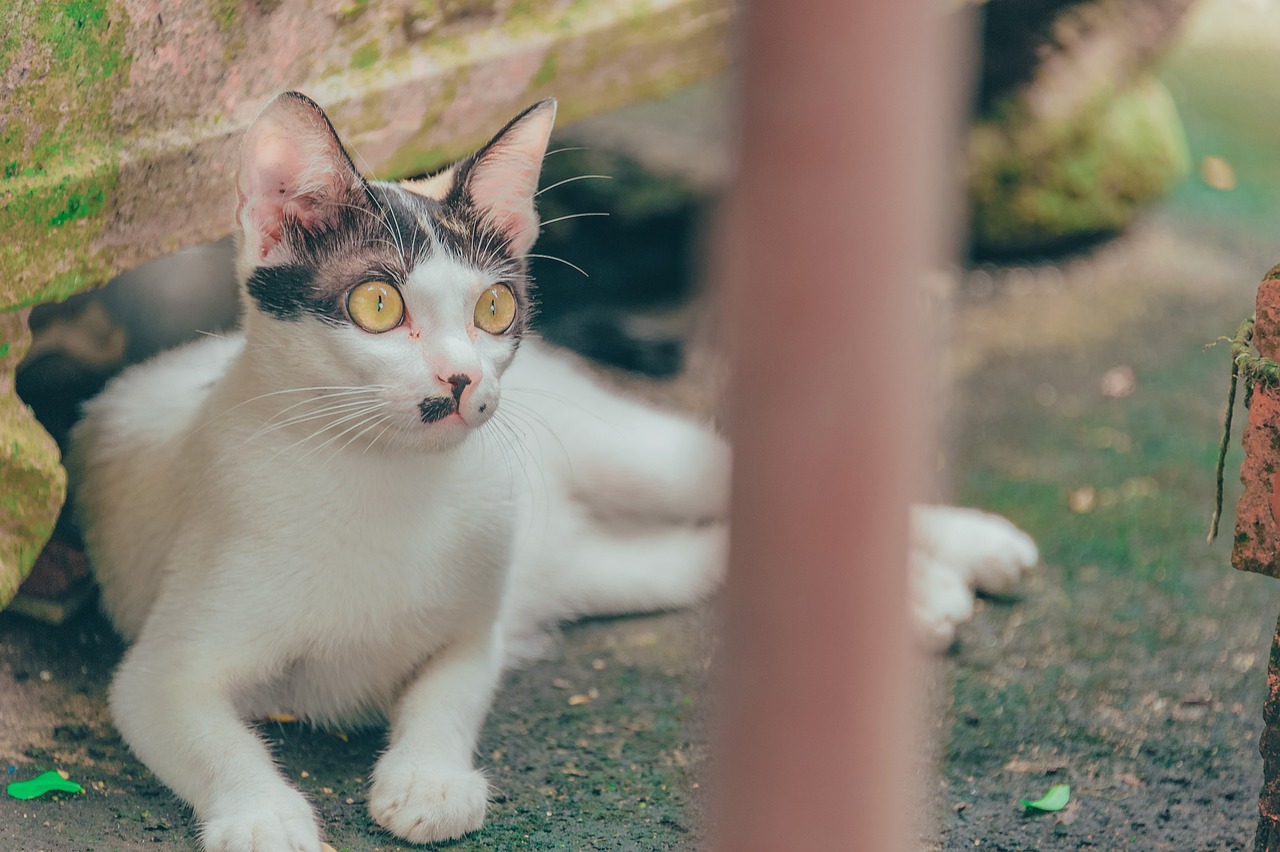 最新猫热门视频，捕捉猫咪魅力瞬间的精彩瞬间！