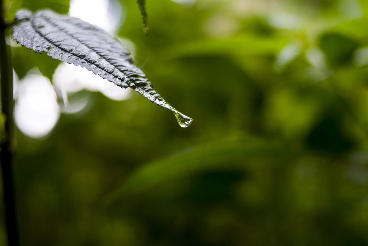包虫病最新研究动态及防治策略概览